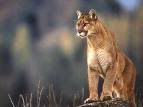 cougar Pictures, Images and Photos
