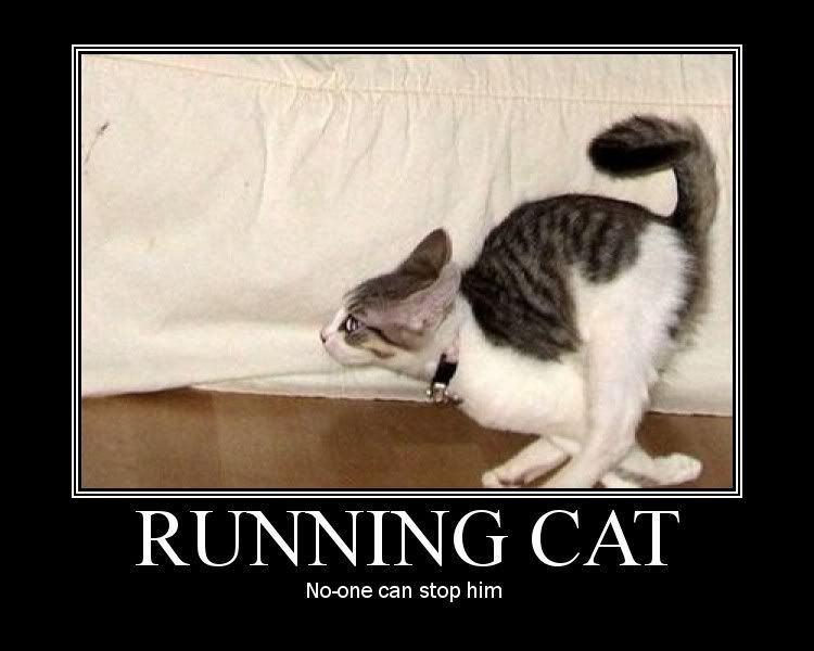 runningcat.jpg