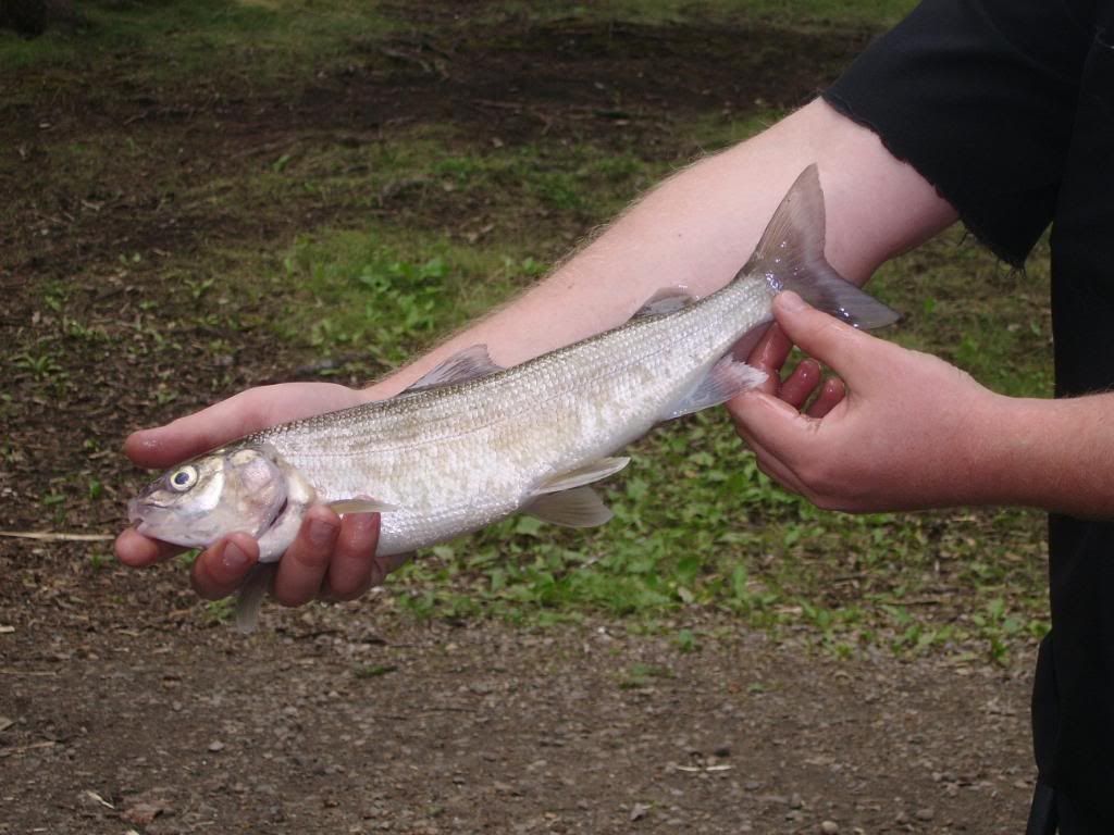 Jim Nelson Memorial Trout Pond. Alberta Outdoorsmen Forum