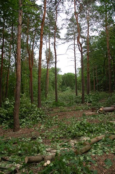 Массовая вырубка деревьев в лесопарке.