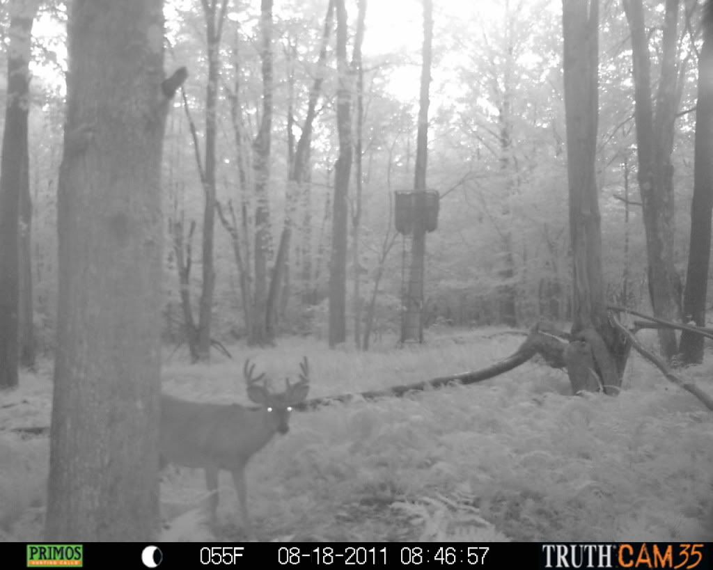 Pulled my cam and got this a odd one.. shot or not?? New Jersey Hunters