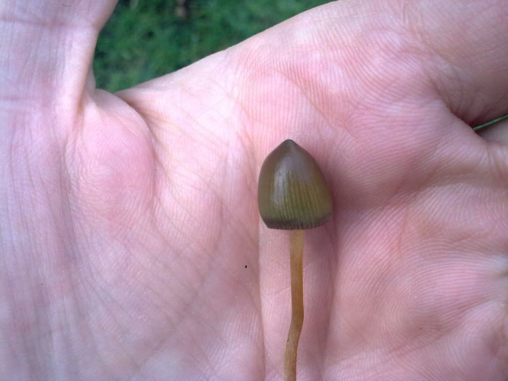 Billede