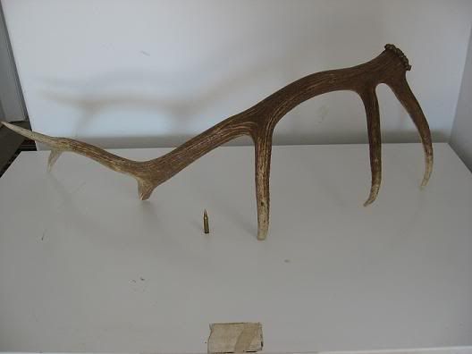 elk1.jpg