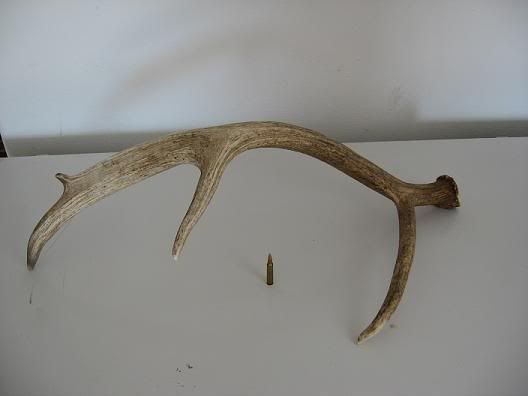elk2.jpg