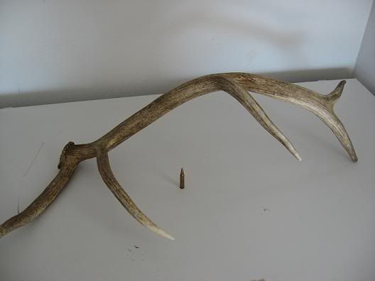 elk3.jpg