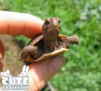 Turtle Cute