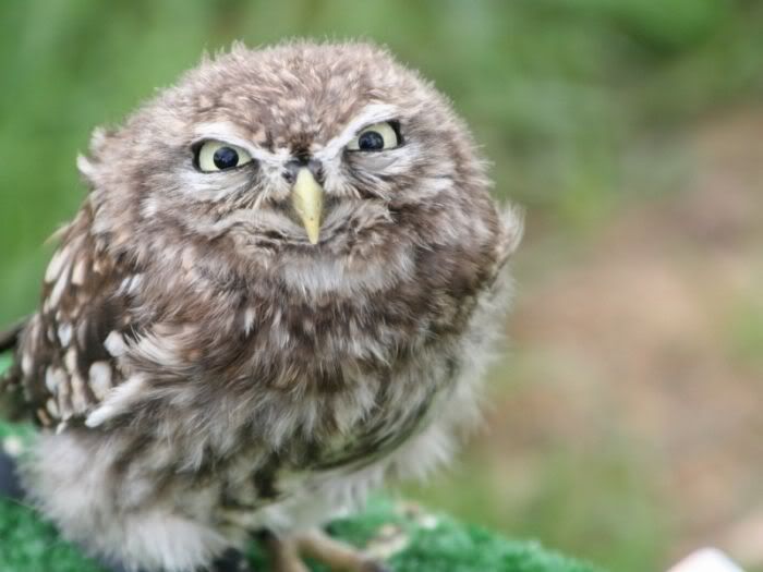 funny owl. General Talk - Funny owls.