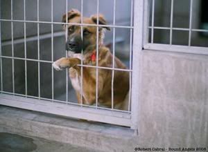 Classic Look for an abandoned dog