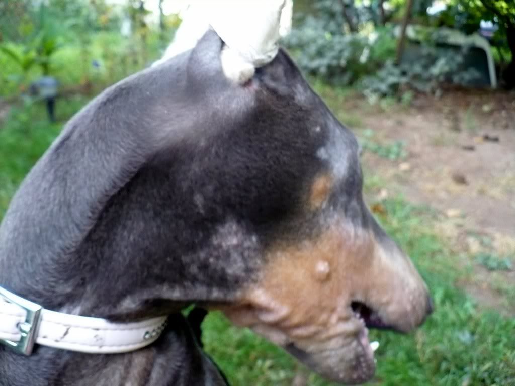 Skin Problem is Back ( Doberman Forum Doberman Breed Dog Forums
