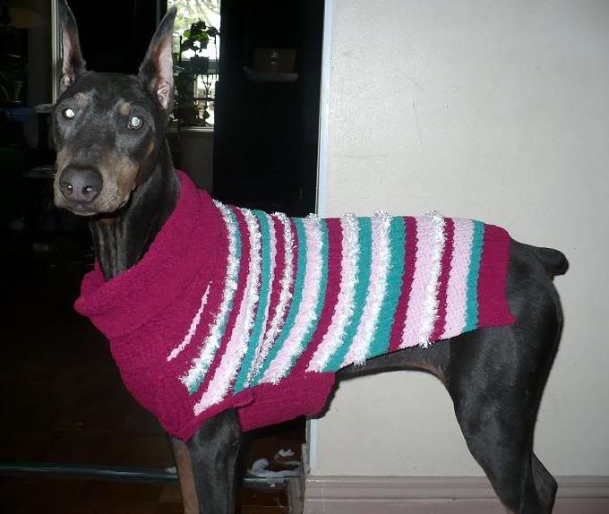 doberman in sweater