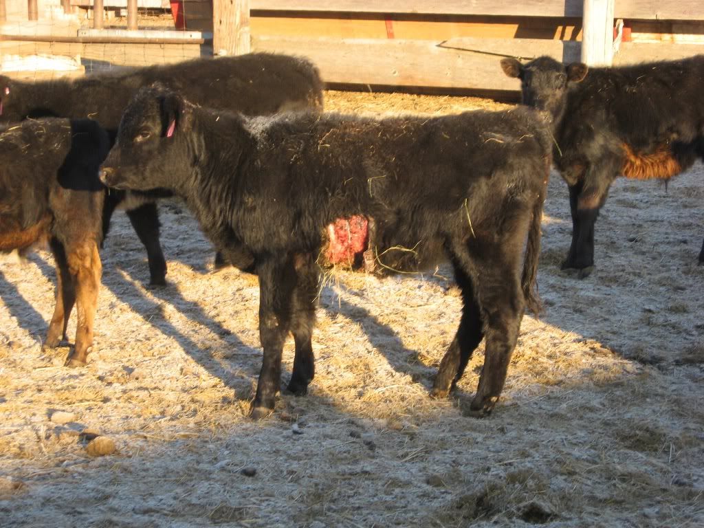 Sponges for coyotes BackYard Chickens Learn How to Raise Chickens