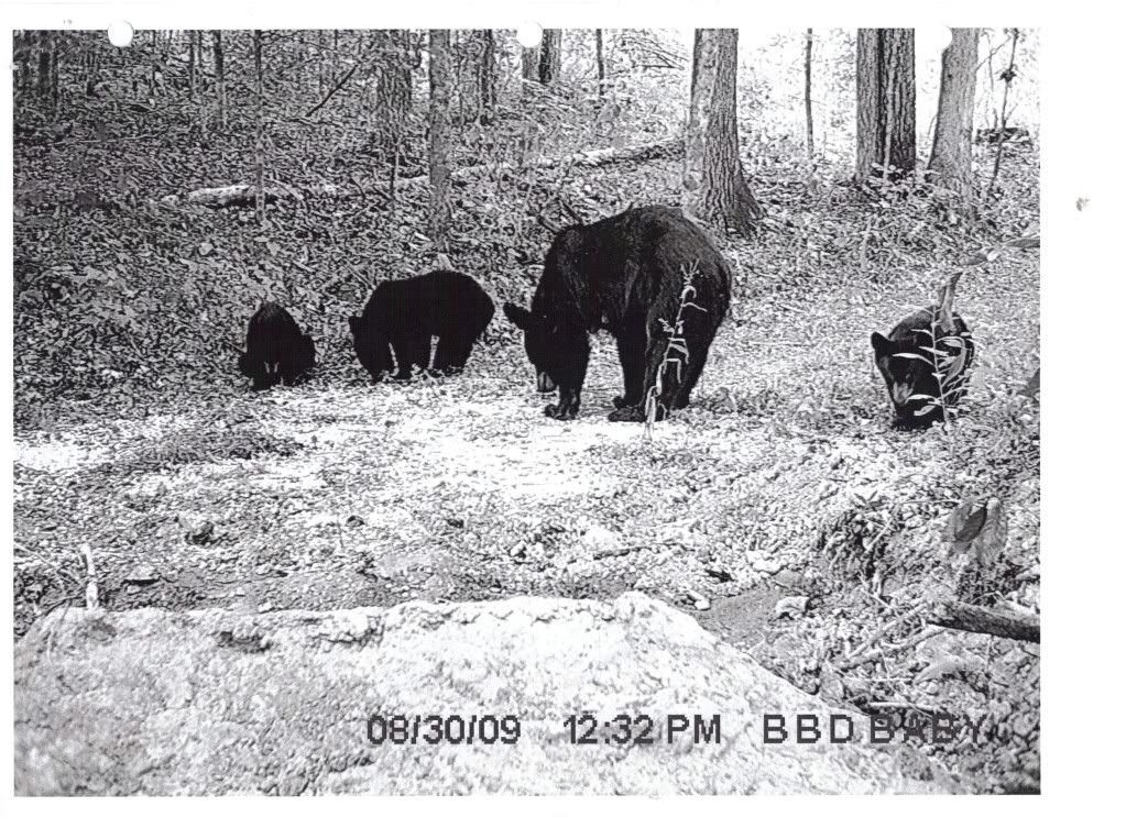 McCreary County bear season? Kentucky Hunting