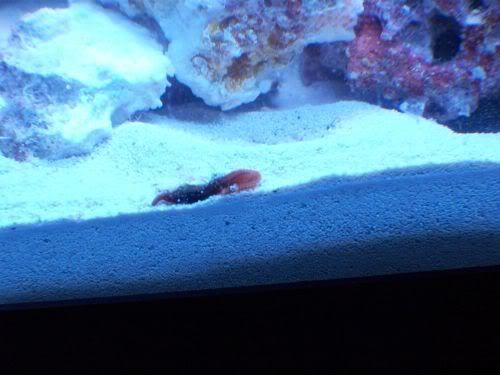 worm1.jpg