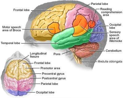 structures of brain. The structures of the rain