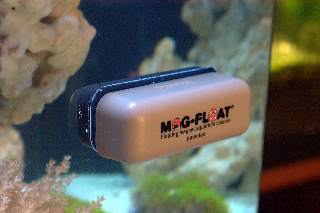 Aquarium Cleaners? Dendroboard