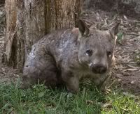 http://i244.photobucket.com/albums/gg29/wombat000/Wombat.jpg