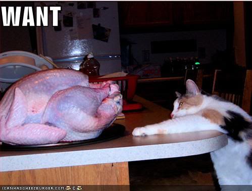  photo funny-pictures-cat-wants-turkey.jpg