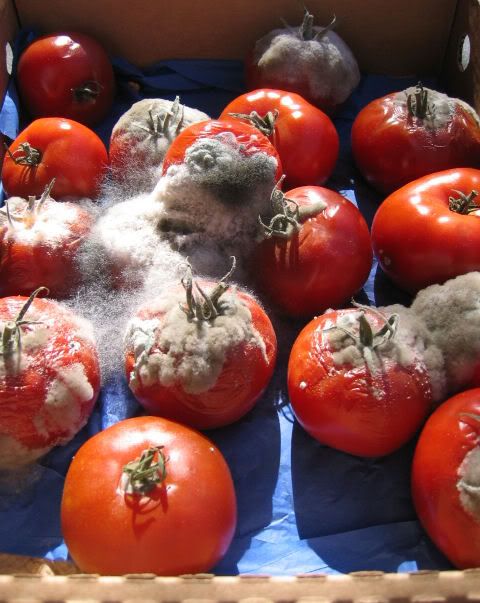 rotten tomatoes photo: Rotten tomatoes rottentomatoes.jpg