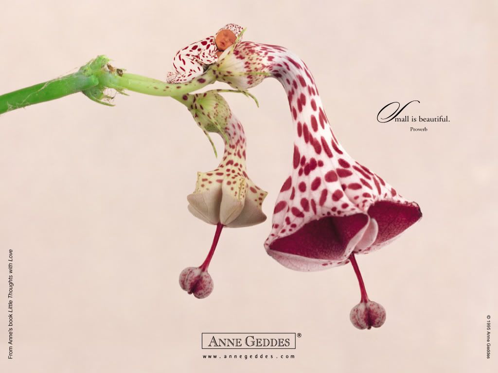 1153473742_anne_geddes_21.jpg