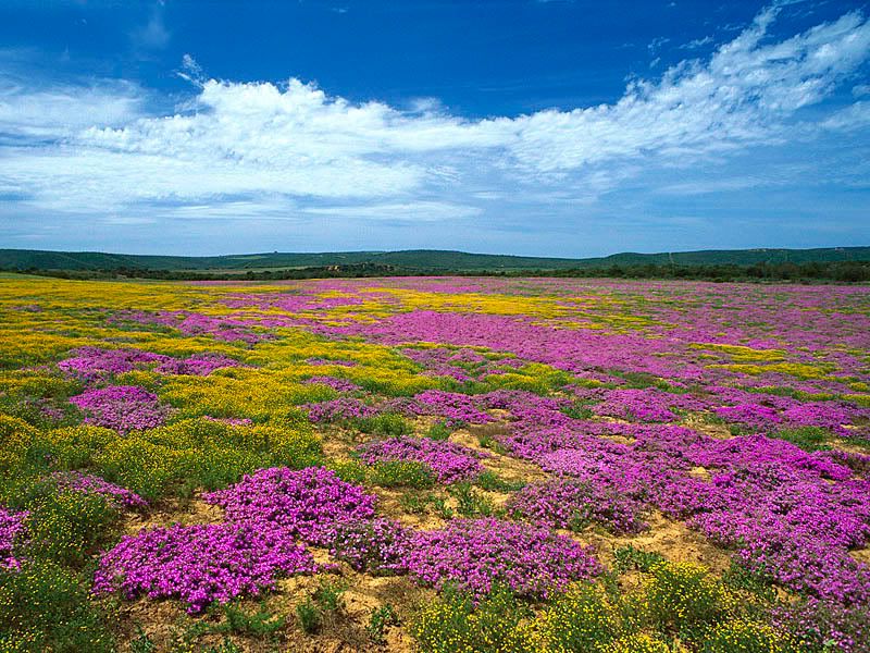 dewflowerseasterncapesomq0.jpg