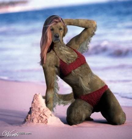 furrydoggirl10hj6ckvz4.jpg