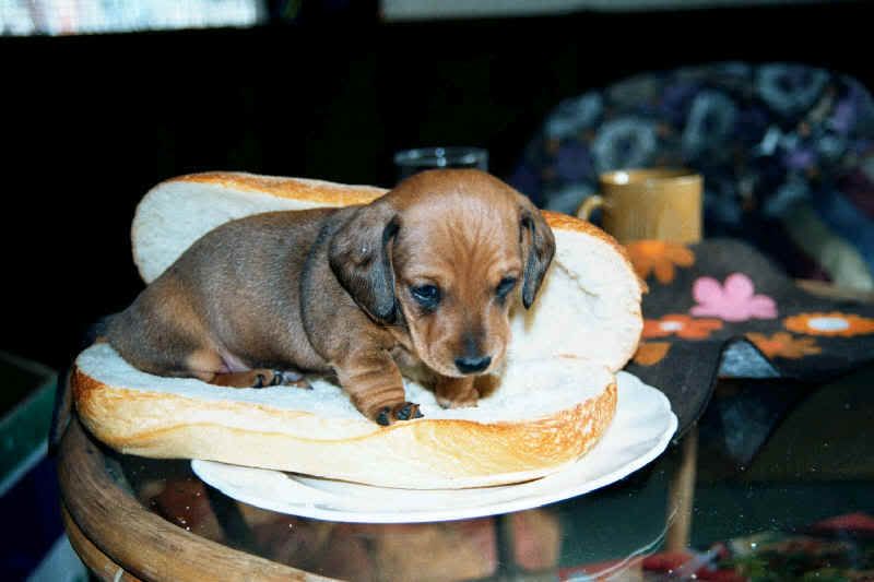 hotdogiq7.jpg
