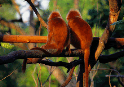 image0011md.gif