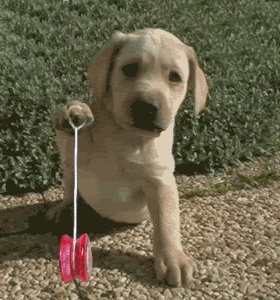 image0061ul.gif