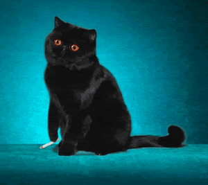 image0075pm.gif