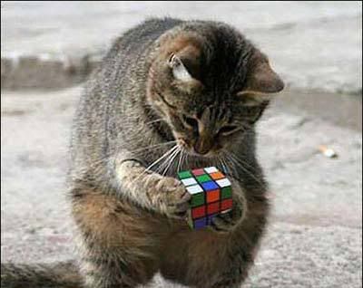 yorumsuz_kedi_bunu_cozer.jpg