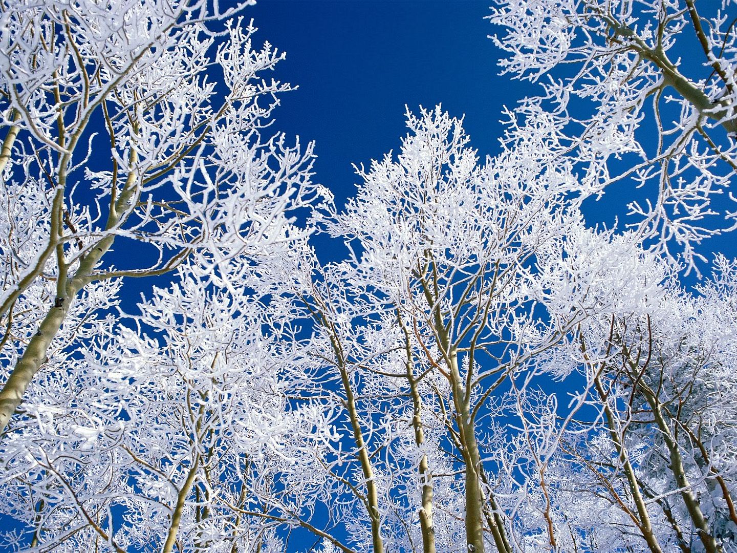winter_wall003.jpg