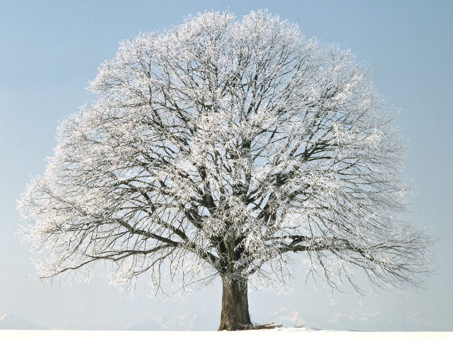 winter_wall008.jpg