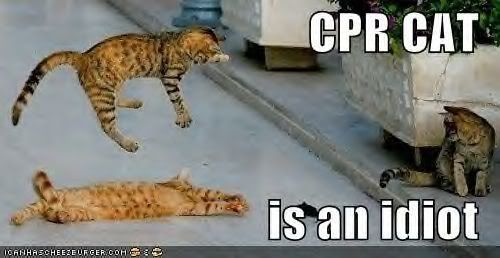 funny-pictures-cpr-cat-idiot-jumpin.jpg
