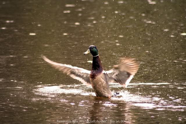 IMAGE: http://i244.photobucket.com/albums/gg32/kwikemart15/IMG_2767done.jpg