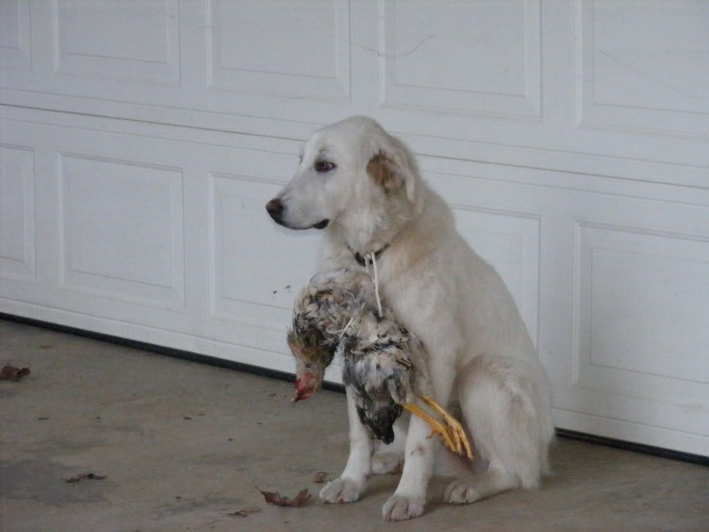 Chicken killing dog!! Page 2