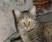 cat.jpg cat image by gonzalez1626