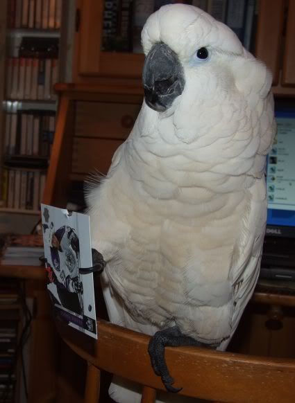 Parrot Cards