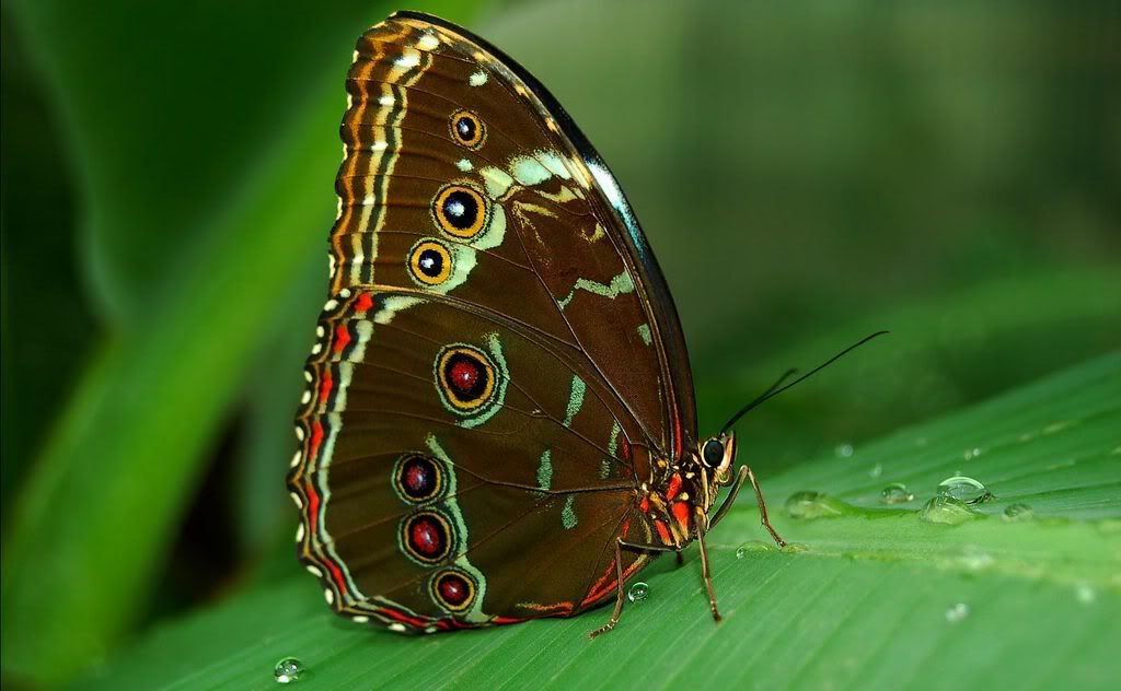 nature wallpapers for desktop background. Butterfly wallpaper #1