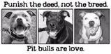 pitbulls Pictures, Images and Photos