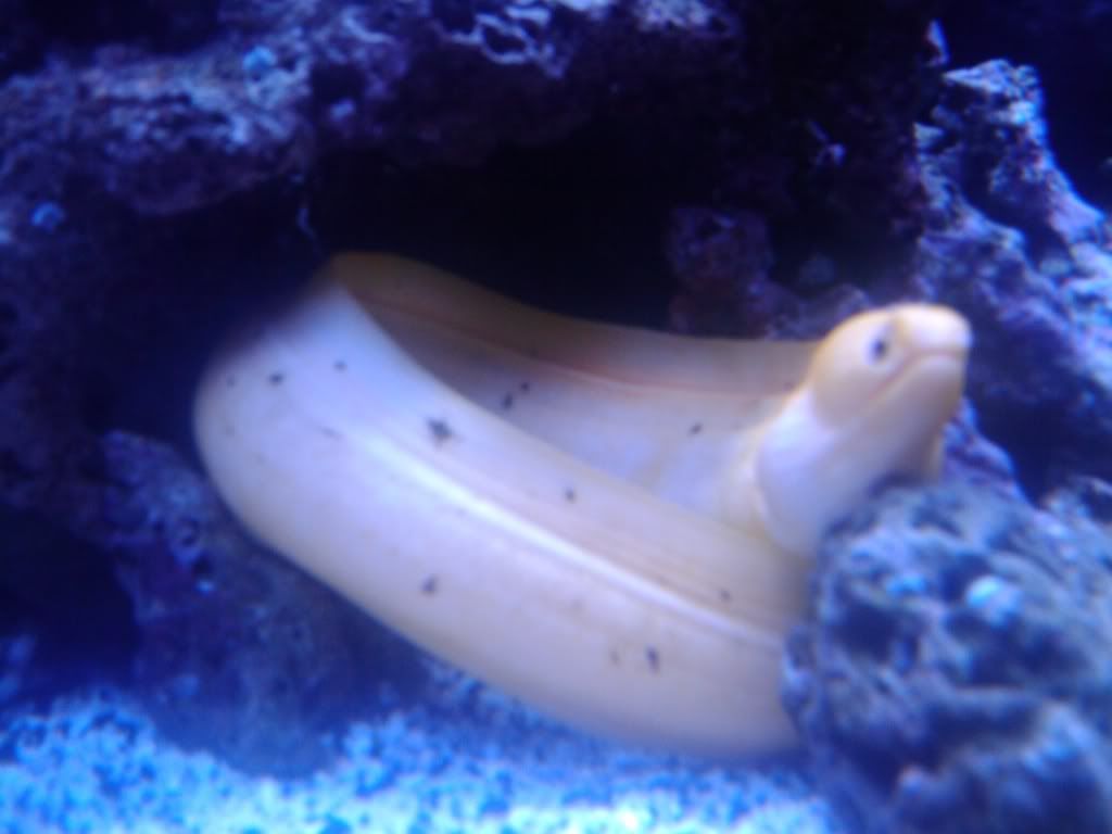 Eel.jpg