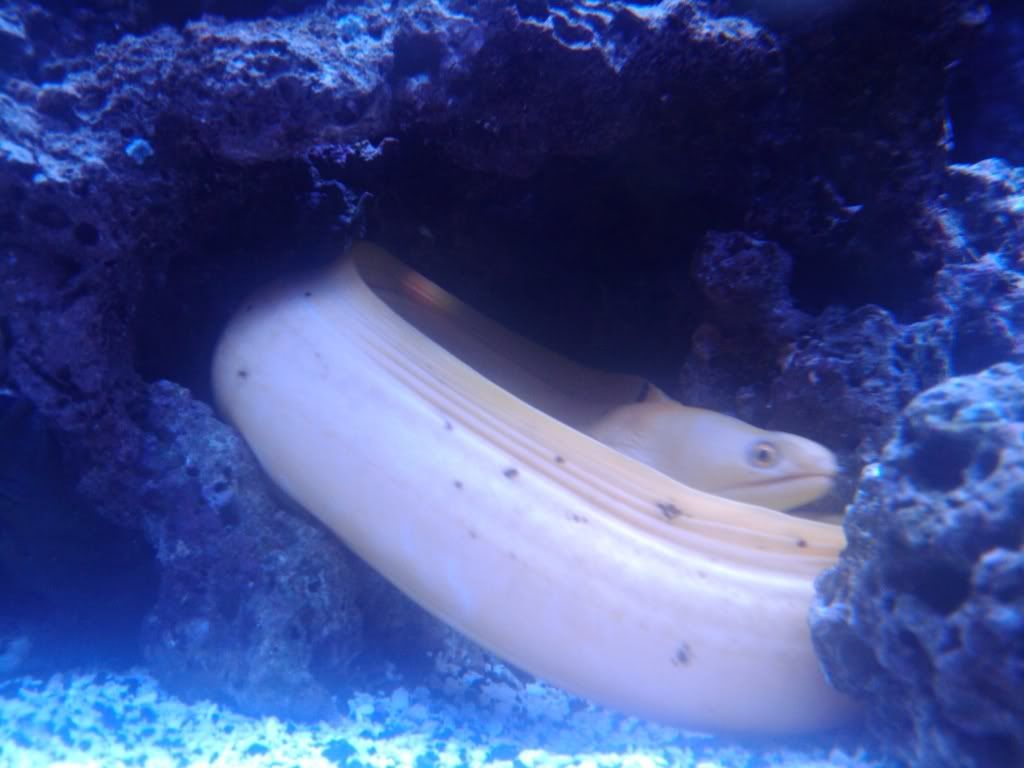 Eel3.jpg