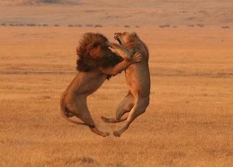 8efa92fc9aadc27ba5e007bf4fce493b00a.jpg lion fight picture by nickcarter03