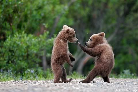 b7fc99452d90122247f3f4031d9baca2a43.jpg bearfight picture by nickcarter03