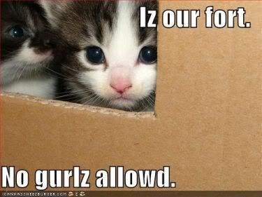 funny-pictures-kittens-cardboard-fo.jpg