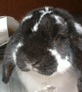 Dutch Lop