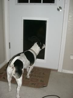 scared of the dog door
