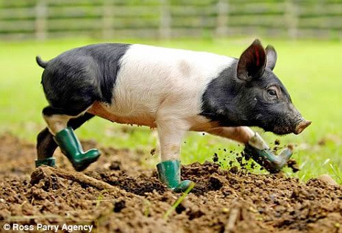 pig n boots photo: pig n boots potd-piginboots.jpg