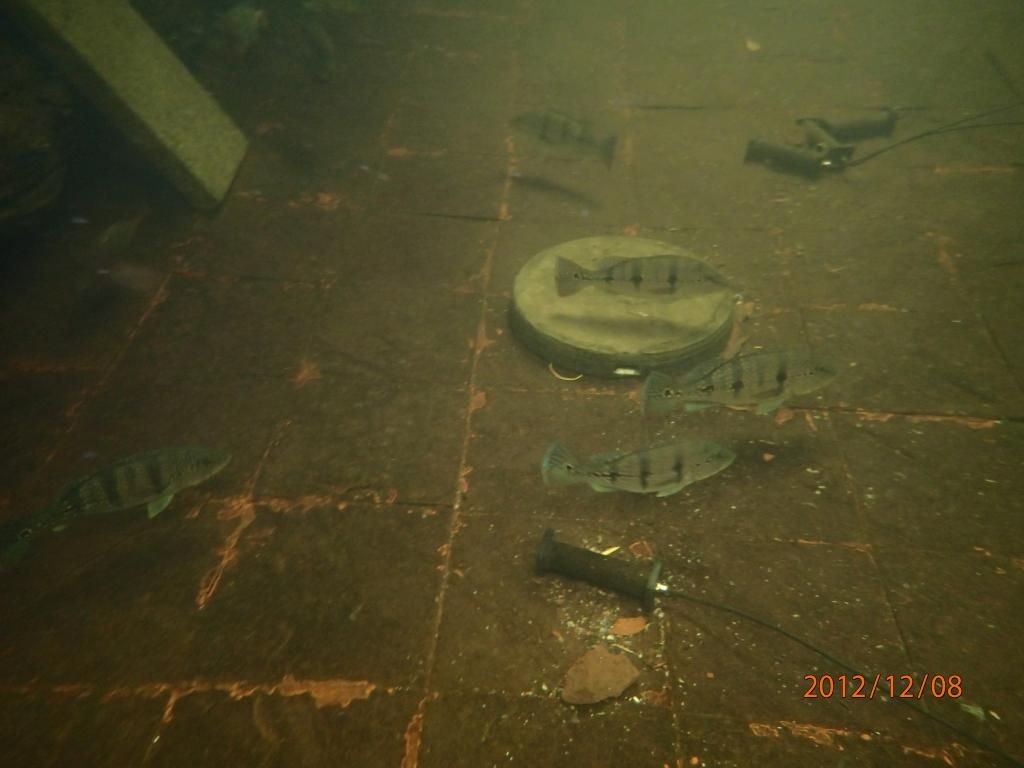 Diving for panaque pleco club (singapore) forums