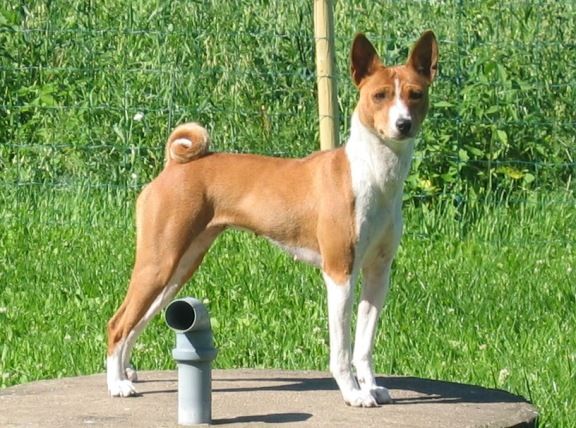 stendeBasenji1.jpg