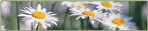 Margarida - Inocência Margarida - Inocência